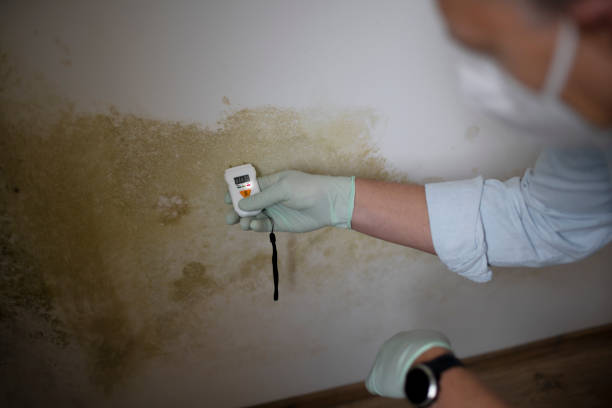 Best DIY Mold Remediation Support Services in Yosemite Lakes, CA